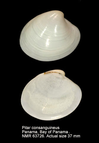 Pitar consanguineus.jpg - Pitar consanguineus(C.B.Adams,1852)
